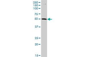 C9orf68 MaxPab polyclonal antibody. (C9orf68 anticorps  (AA 1-392))