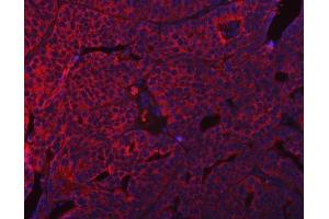 IF analysis of SUMF2 using anti-SUMF2 antibody (ABIN7600954).