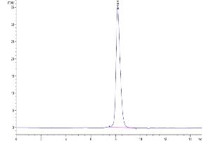 The purity of Biotinylated Human TIGIT is greater than 95 % as determined by SEC-HPLC.