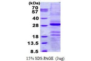 Image no. 1 for Gastrokine 1 (GKN1) (AA 1-199) protein (His tag) (ABIN6387024)