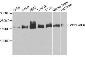 Western blot analysis of extracts of various cell lines, using ARHGAP5 antibody (ABIN1871080) at 1:1000 dilution. (ARHGAP5 anticorps)