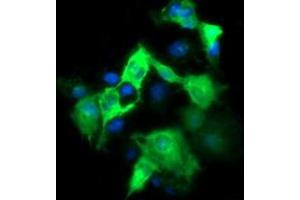Image no. 2 for anti-Fetal and Adult Testis Expressed 1 (FATE1) antibody (ABIN1498225) (FATE1 anticorps)