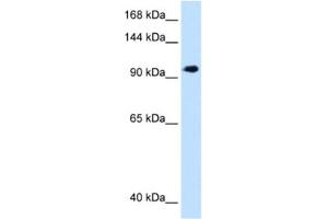 Western Blotting (WB) image for anti-SEC63 Homolog (SEC63) antibody (ABIN2463021) (SEC63 anticorps)