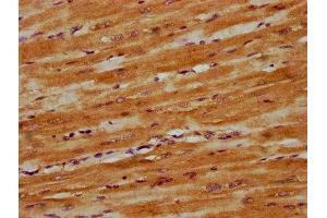 IHC image of  diluted at 1:300 and staining in paraffin-embedded human heart tissue performed on a Leica BondTM system. (DNAJC15 anticorps  (AA 59-150))