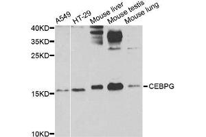 Western blot analysis of extracts of various cell lines, using CEBPG antibody. (CEBPG anticorps  (AA 1-150))