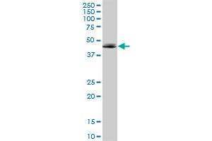 ADORA2A MaxPab polyclonal antibody.