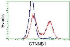 HEK293T cells transfected with either RC208947 overexpress plasmid (Red) or empty vector control plasmid (Blue) were immunostained by anti-CTNNB1 antibody (ABIN2454135), and then analyzed by flow cytometry. (CTNNB1 anticorps)