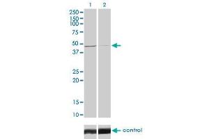 Western blot analysis of TRIB3 over-expressed 293 cell line, cotransfected with TRIB3 Validated Chimera RNAi (Lane 2) or non-transfected control (Lane 1).