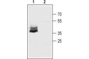 Western blot analysis of mouse brain membranes: - 1.