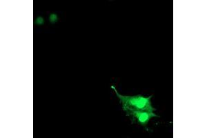 Immunofluorescence (IF) image for anti-Ring Finger Protein 113B (RNF113B) antibody (ABIN1500718) (RNF113B anticorps)