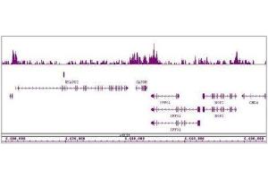 HDAC4 antibody (pAb) tested by ChIP-Seq.