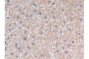 Detection of MIB2 in Human Liver Tissue using Polyclonal Antibody to Mindbomb Homolog 2 (MIB2)