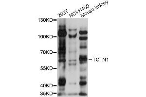 Western blot analysis of extracts of various cell lines, using TCTN1 antibody (ABIN6292813) at 1:1000 dilution. (TCTN1 anticorps)