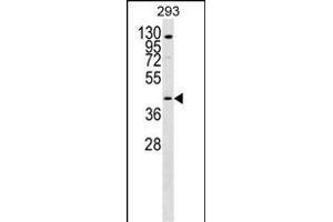 GPR172B Antibody (Center) (ABIN1537911 and ABIN2849900) western blot analysis in 293 cell line lysates (35 μg/lane). (GPR172B anticorps  (AA 162-190))