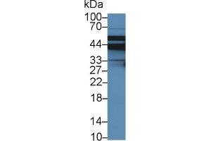 Detection of SLC9A3R2 in Porcine Liver lysate using Polyclonal Antibody to Sodium Hydrogen Exchange Regulatory Cofactor 2 (SLC9A3R2) (Sodium Hydrogen Exchange Regulatory Cofactor 2 (AA 56-337) anticorps)