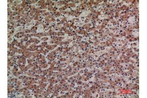 Immunohistochemistry (IHC) analysis of paraffin-embedded Human Liver, antibody was diluted at 1:100. (LILRA4 anticorps  (Internal Region))