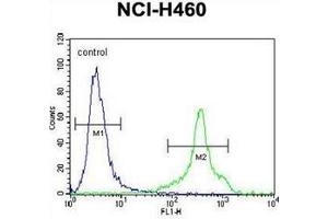 Flow cytometric analysis of NCI-H460 cells using HLA-DQA1 Antibody (N-term) Cat. (HLA-DQA1 anticorps  (N-Term))