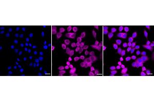 Immunocytochemical staining of HepG2 cells with PA2G4 antibody (ABIN7799917), 1:1,000). (Recombinant PA2G4 anticorps)