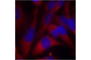 Image no. 2 for anti-Mitogen-Activated Protein Kinase Kinase 6 (MAP2K6) (AA 205-209) antibody (ABIN197355) (MAP2K6 anticorps  (AA 205-209))