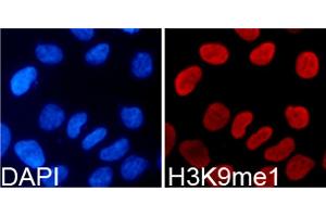 Immunofluorescence analysis of 293T cells using Monomethyl-Histone H3-K9 antibody (ABIN5969805). (Histone 3 anticorps  (H3K9me))