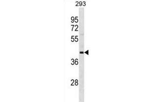 OPCML Antibody (Center) (ABIN1881594 and ABIN2838682) western blot analysis in 293 cell line lysates (35 μg/lane). (OPCML anticorps  (AA 172-200))