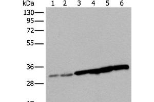 Western blot analysis of 293T cell Hela cell HEPG2 cell and A549 cell lysates using SNRPA Polyclonal Antibody at dilution of 1:250 (SNRPA1 anticorps)