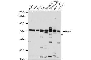Western blot analysis of extracts of various cell lines, using  antibody (ABIN7265579) at 1:1000 dilution. (APPBP2 anticorps  (AA 386-585))