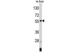 Western Blotting (WB) image for anti-Angiopoietin-Like 3 (ANGPTL3) antibody (ABIN3002764)