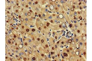 IHC image of ABIN7156033 diluted at 1:500 and staining in paraffin-embedded human liver tissue performed on a Leica BondTM system. (HIF3A anticorps  (AA 516-669))