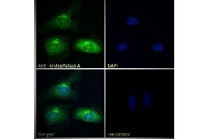 ABIN238536 Immunofluorescence analysis of paraformaldehyde fixed HeLa cells, permeabilized with 0.