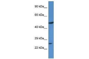 Western Blot showing KLF17 antibody used at a concentration of 1. (KLF17 anticorps  (N-Term))