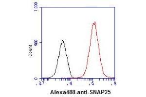 ICC/IF analysis of SNAP25 in U87MG cells line, stained with DAPI (Blue) for nucleus staining and monoclonal anti-human SNAP25 antibody (1:100) with goat anti-mouse IgG-Alexa fluor 488 conjugate (Green).