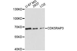 Western blot analysis of extracts of various cell lines, using CDK5RAP3 antibody. (CDK5RAP3 anticorps)
