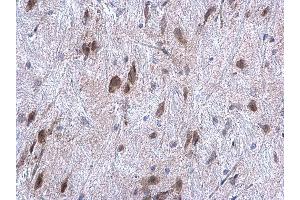 IHC-P Image HYOU1 antibody [C2C3], C-term detects HYOU1 protein at cytoplasm on mouse fore brain by immunohistochemical analysis.