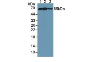 Western blot analysis of (1) Human 293T Cells, (2) Human HepG2 Cells and (3) Human Placenta Tissue. (KEAP1 anticorps  (AA 327-624))