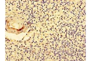 Immunohistochemistry of paraffin-embedded human spleen tissue using ABIN7161893 at dilution of 1:100
