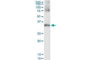 Immunoprecipitation of STK16 transfected lysate using anti-STK16 MaxPab rabbit polyclonal antibody and Protein A Magnetic Bead , and immunoblotted with STK16 purified MaxPab mouse polyclonal antibody (B01P) .