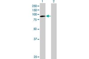 Western Blot analysis of ILF3 expression in transfected 293T cell line by ILF3 MaxPab polyclonal antibody.