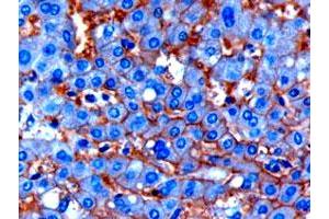 ENPP1 polyclonal antibody  (1 ug/mL) staining of paraffin embedded human liver. (ENPP1 anticorps  (C-Term))