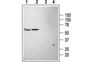 Western blot analysis of rat brain (1, 3) and pancreas (2, 4) membranes: - 1,2.