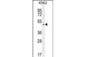 TBX6 Antibody (C-term) (ABIN655896 and ABIN2845296) western blot analysis in K562 cell line lysates (35 μg/lane). (T-Box 6 anticorps  (C-Term))