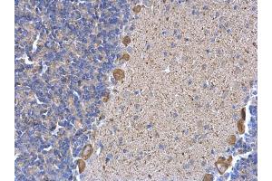 IHC-P Image ERP29 antibody detects ERP29 protein at cytosol on mouse hind brain by immunohistochemical analysis. (ERP29 anticorps)