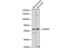 Western blot analysis of extracts of various cell lines using GABRR1 Polyclonal Antibody at dilution of 1:1000. (GABRR1 anticorps)