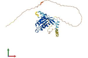 AlphaFold protein structure predicition of Human Recombinant GEM Protein, UniprotID P55040