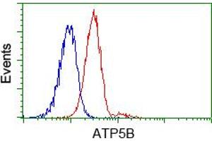 Image no. 7 for anti-ATP Synthase, H+ Transporting, Mitochondrial F1 Complex, beta Polypeptide (ATP5B) antibody (ABIN1496769)