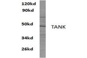 Image no. 1 for anti-TRAF Family Member-Associated NFKB Activator (TANK) antibody (ABIN272299) (TANK anticorps)