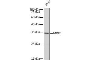 Western blot analysis of extracts of 293T cells, using MRRF antibody (ABIN7268589) at 1:1000 dilution. (MRRF anticorps)