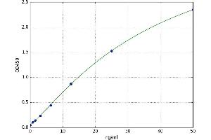 serine threonine Kinase 39 (STK39) ELISA Kit