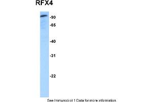 Western Blotting (WB) image for anti-Regulatory Factor X 4 (RFX4) (N-Term) antibody (ABIN2778605) (RFX4 anticorps  (N-Term))