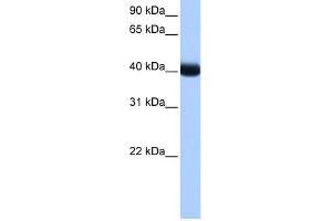 CK1 gamma 3 antibody used at 1 ug/ml to detect target protein. (CSNK1G3 anticorps  (Middle Region))